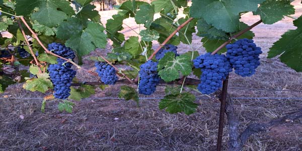 South County Grapes Available – Free